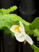 Epiphyllum anguliger - Flikig bladkaktus