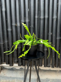 Epiphyllum anguliger - Flikig bladkaktus