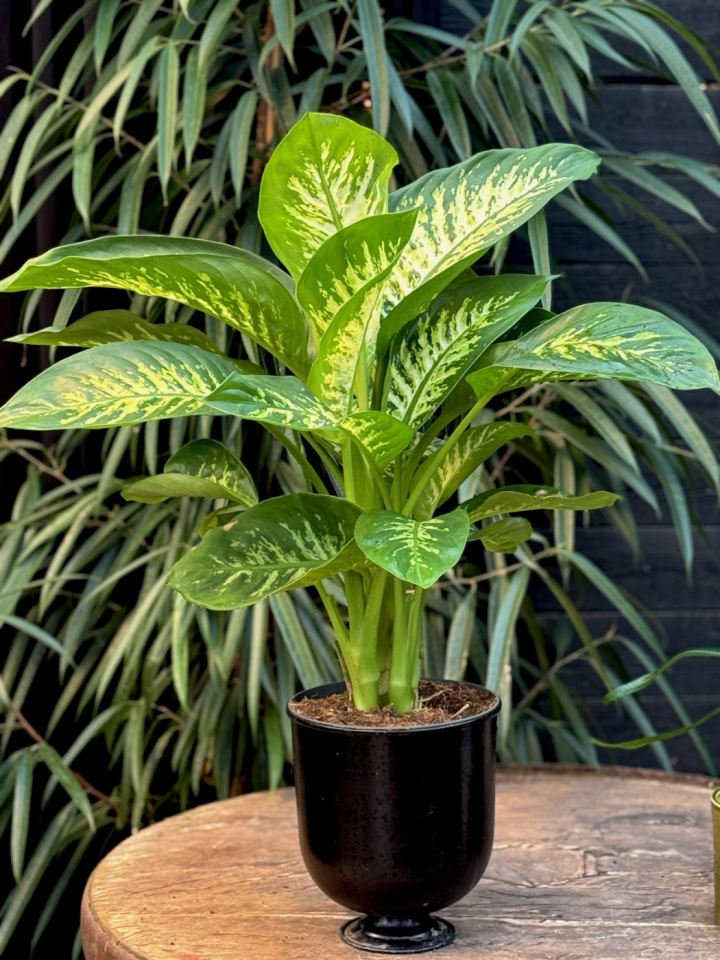 Dieffenbachia segu. Reeva i gruppen Växter / Krukväxter / Gröna växter/bladväxter hos Åsby Hem & Trädgård (156512)