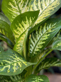 Dieffenbachia segu. Reeva