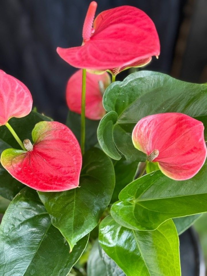 Anthurium andr. Sweet Dream i gruppen Växter / Krukväxter / Blommande växter hos Åsby Hem & Trädgård (158382)