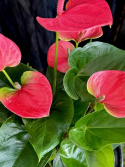 Anthurium andr. Sweet Dream