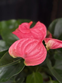 Anthurium andr. \'Sweet Dream\' - Rosenkalla