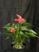 Anthurium andr. \'Sweet Dream\' - Rosenkalla