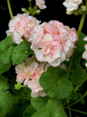 Pelargonium Mårbacka