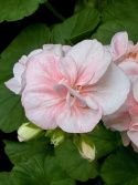 Pelargonium Mårbacka