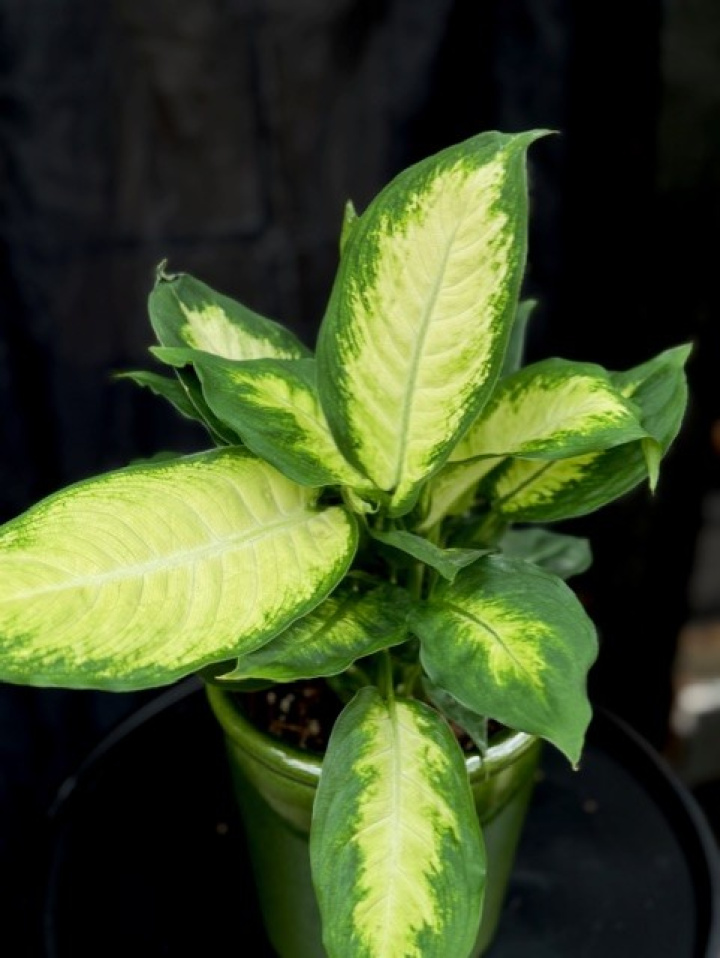 Dieffenbachia macu. Camilla i gruppen Växter / Krukväxter / Gröna växter/bladväxter hos Åsby Hem & Trädgård (159203)