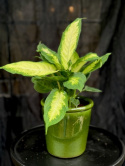 Dieffenbachia macu. Camilla