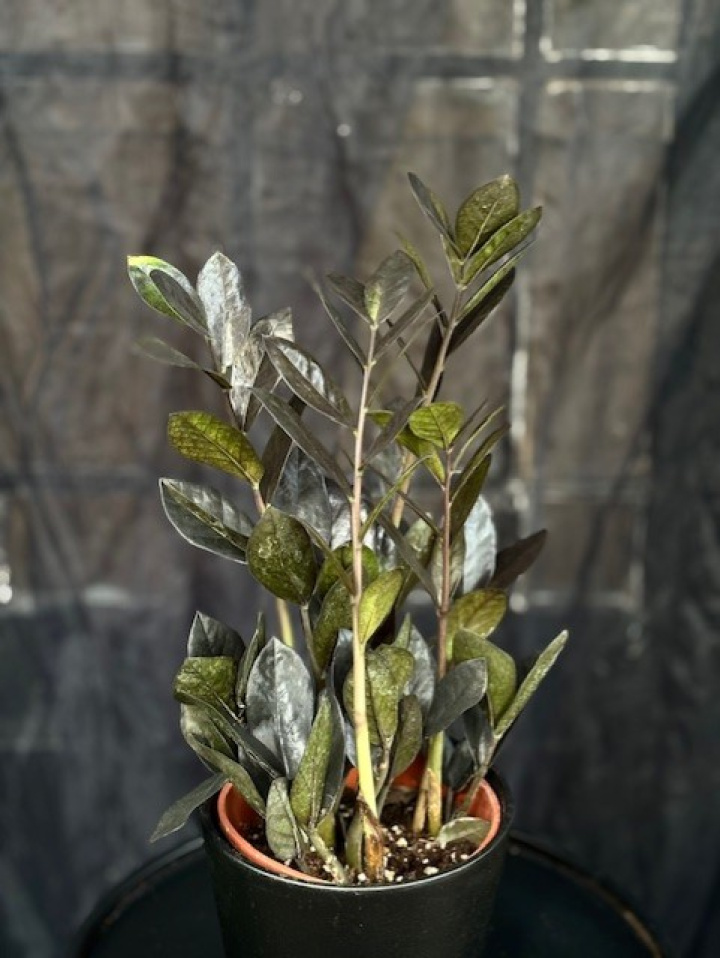 Zamioculcas zamiifolia \'Raven\' - Garderobsblomma i gruppen Växter / Krukväxter / Gröna växter/bladväxter hos Åsby Hem & Trädgård (160005)