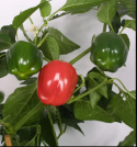 Capsicum \'Bendigo\'