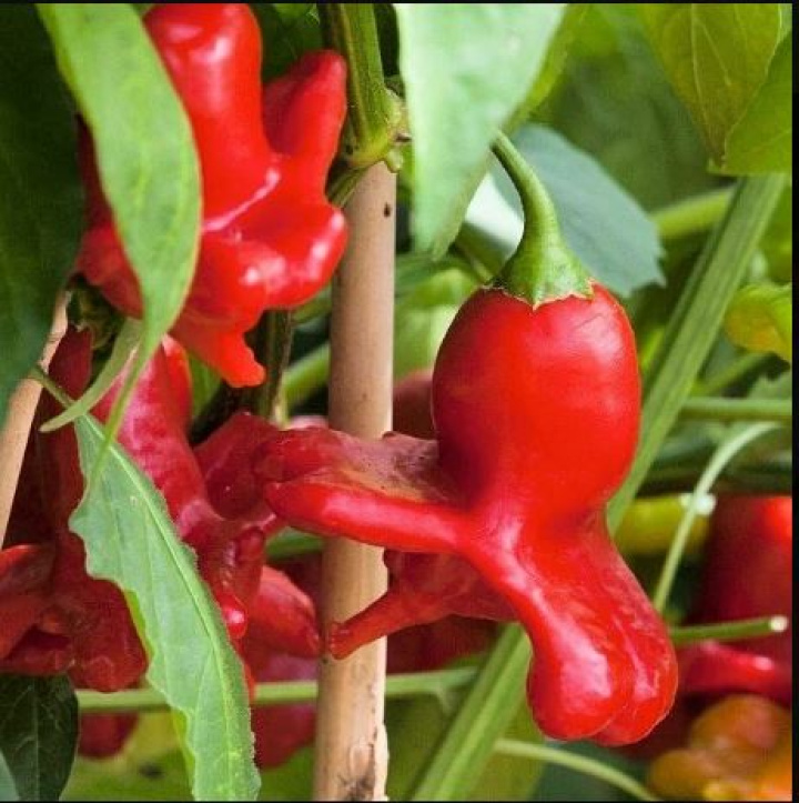 Capsicum \'Jamaican Bell\' i gruppen Växter / Krukväxter / Kryddor & Ätbart hos Åsby Hem & Trädgård (160169)