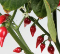 Capsicum Biquinho EKO