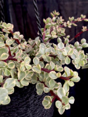 Portulacaria afra Variegata