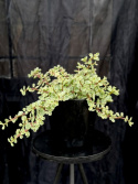 Portulacaria afra \'Variegata\' - Buskportlak