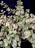 Portulacaria afra \'Variegata\' - Buskportlak