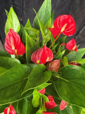 Anthurium andr. \'Million Flower\' - Rosenkalla, röd