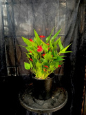 Anthurium andr. \'Million Flower\' - Rosenkalla, röd