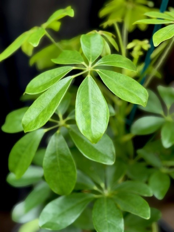 Schefflera arboricola Nora i gruppen Växter / Krukväxter / Gröna växter/bladväxter hos Åsby Hem & Trädgård (161658)