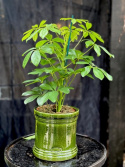Schefflera arboricola Nora
