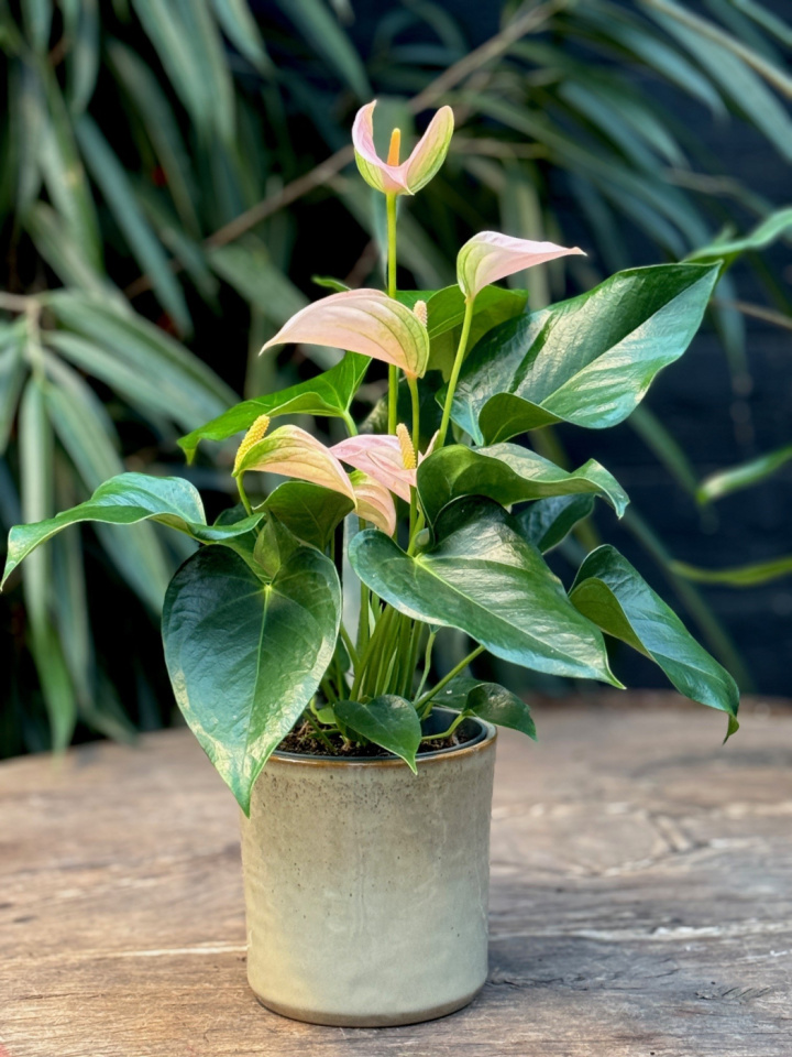 Anthurium andr. Joli Peach i gruppen Växter / Krukväxter / Gröna växter/bladväxter hos Åsby Hem & Trädgård (161670)