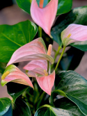Anthurium andr. Joli Peach