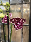 Phalaenopsis Wildcat