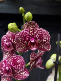 Phalaenopsis \'Wildcat\' - Brudorkidé