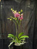 Phalaenopsis \'Wildcat\' - Brudorkidé