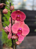 Phalaenopsis \'Asian Coral\' - Brudorkidé