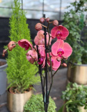 Phalaenopsis \'Asian Coral\' - Brudorkidé