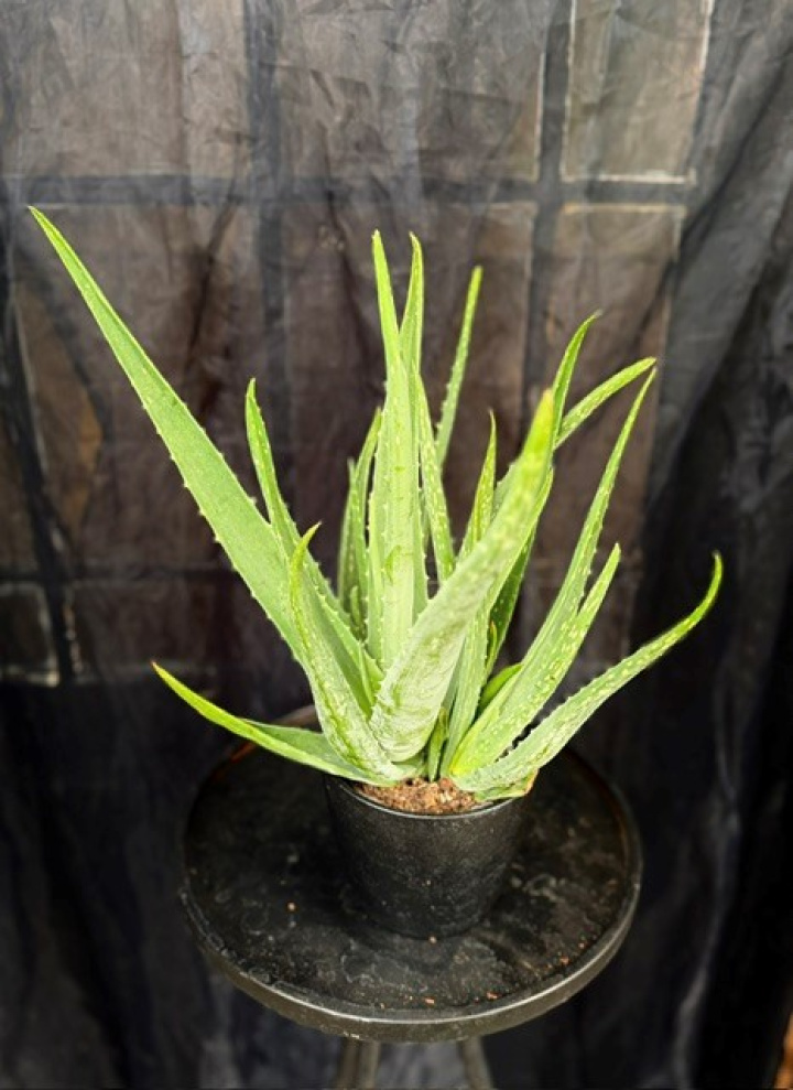 Aloe vera i gruppen Växter / Krukväxter / Kaktusar & Suckulenter hos Åsby Hem & Trädgård (163963)