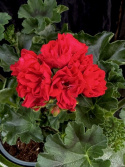 Pelargonium Carmen Andrea