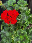 Pelargonium Carmen Andrea