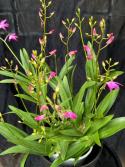 Dendrobium \'Berry Oda\'