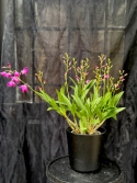 Dendrobium \'Berry Oda\'