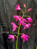 Dendrobium \'Berry Oda\'