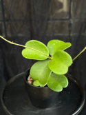 Hoya kerriii - Hjärtporslinsblomma