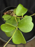 Hoya kerriii - Hjärtporslinsblomma