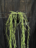 Hoya linearis - Trådporslinsblomma
