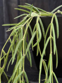 Hoya linearis - Trådporslinsblomma