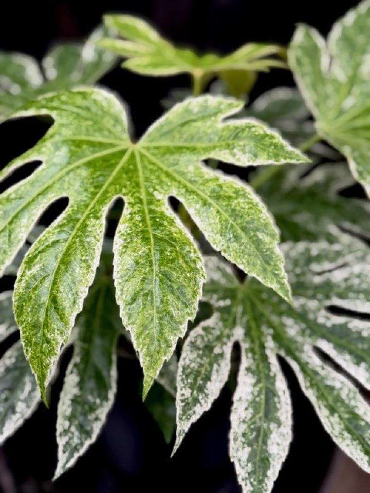 Fatsia japonica Variegata i gruppen Växter / Krukväxter / Gröna växter/bladväxter hos Åsby Hem & Trädgård (166194)