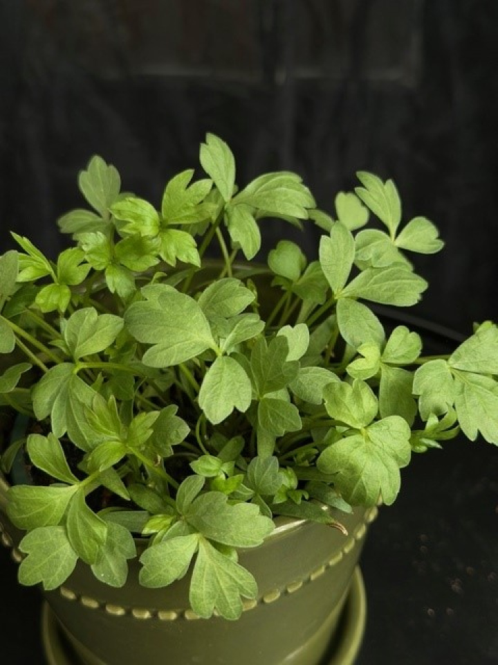 Levisticum officinale i gruppen Växter / Trädgårdsväxter / Kryddor hos Åsby Hem & Trädgård (166509)