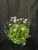 Felicia amelloides - Kapaster
