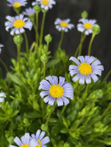 Felicia amelloides - Kapaster