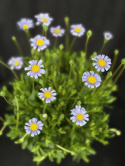 Felicia amelloides - Kapaster