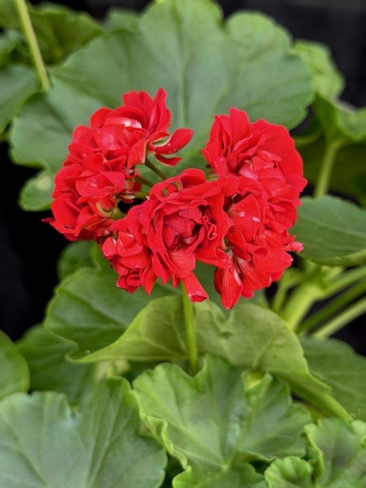 Pelargonium Red Rosebud i gruppen Växter / Krukväxter / Pelargoner hos Åsby Hem & Trädgård (167023)