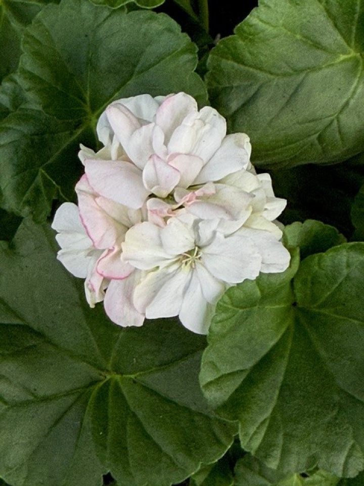 Pelargonium Prinsessan Karla i gruppen Växter / Krukväxter / Pelargoner hos Åsby Hem & Trädgård (167025)