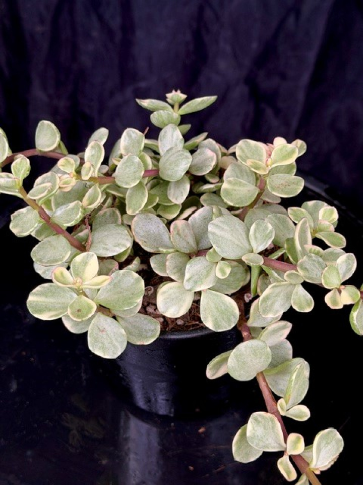 Portulacaria afra \'Variegata\' - Buskportlak i gruppen Växter / Krukväxter / Kaktusar & Suckulenter hos Åsby Hem & Trädgård (167029)