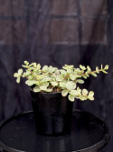 Portulacaria afra \'Variegata\' - Buskportlak