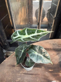 Alocasia x amazonica